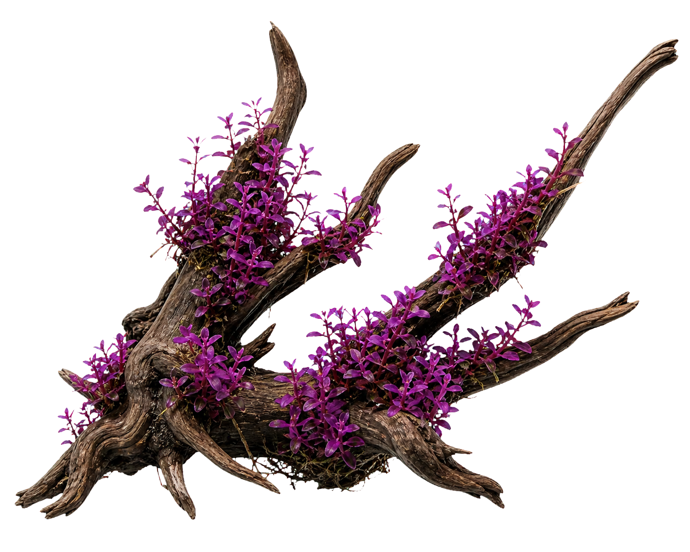 Bacopa salzmannii 'Purple'