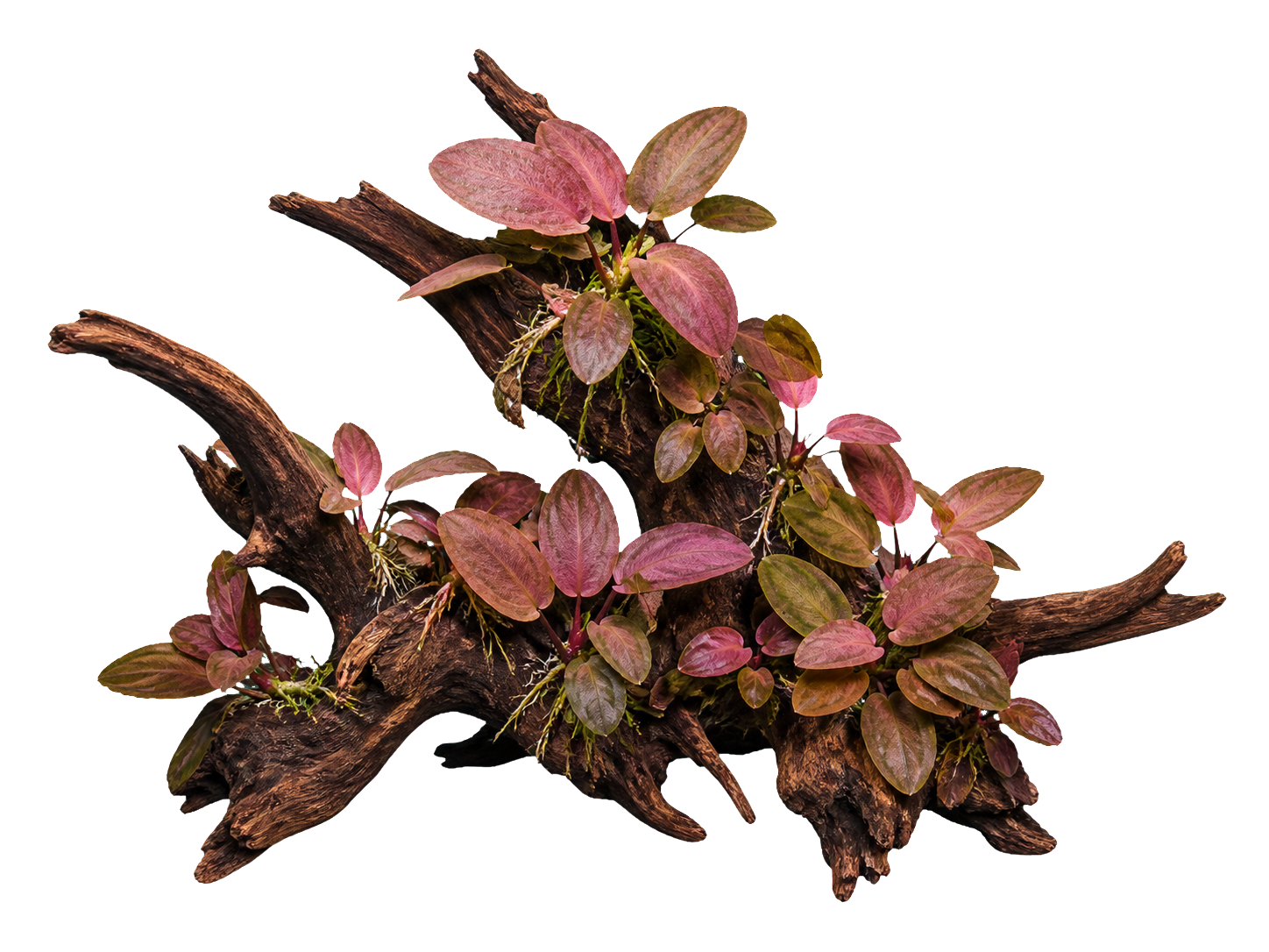 Lagenandra meeboldii 'Red Round'