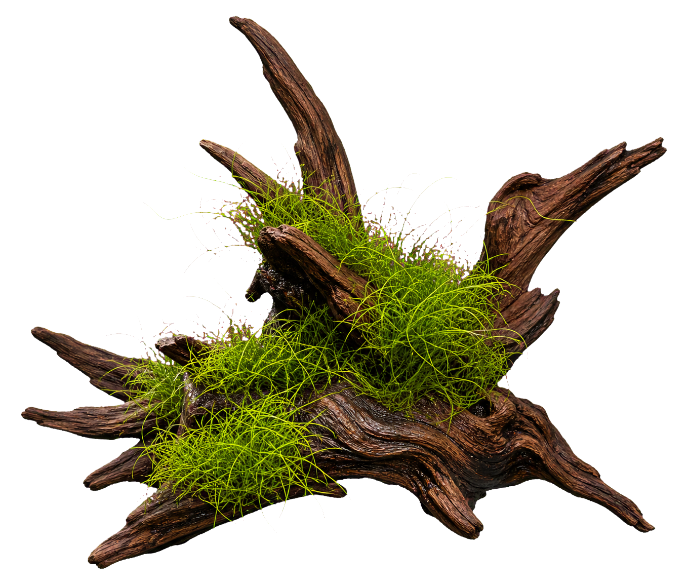 Eleocharis parvula 'Twist'