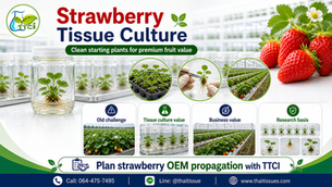 Strawberry Tissue Culture: Clean Starting Plants for Premium Fruit Production