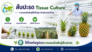 วางแผนแปลงสับปะรดให้เป็นระบบ ด้วยต้นพันธุ์จาก Tissue Culture