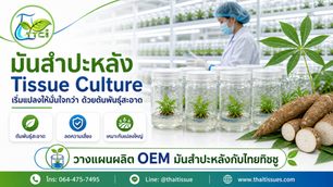 เริ่มแปลงมันสำปะหลังให้มั่นใจกว่า ด้วยต้นพันธุ์สะอาดจาก Tissue Culture