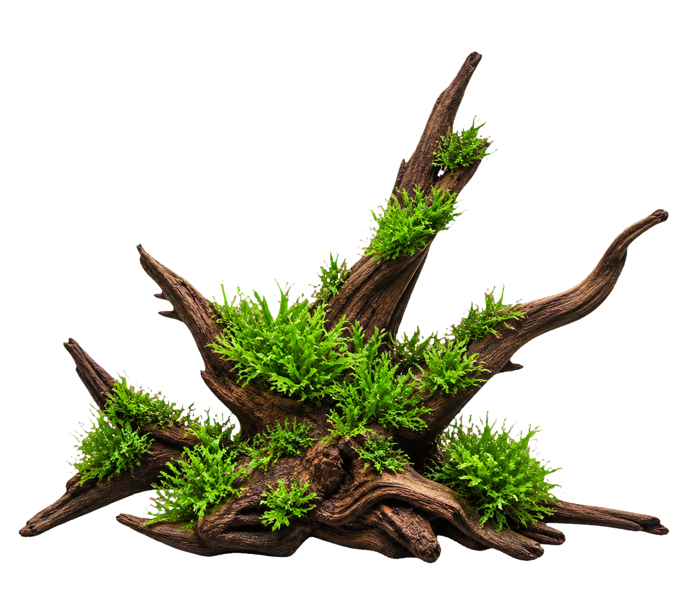 Monosolenium tenerum