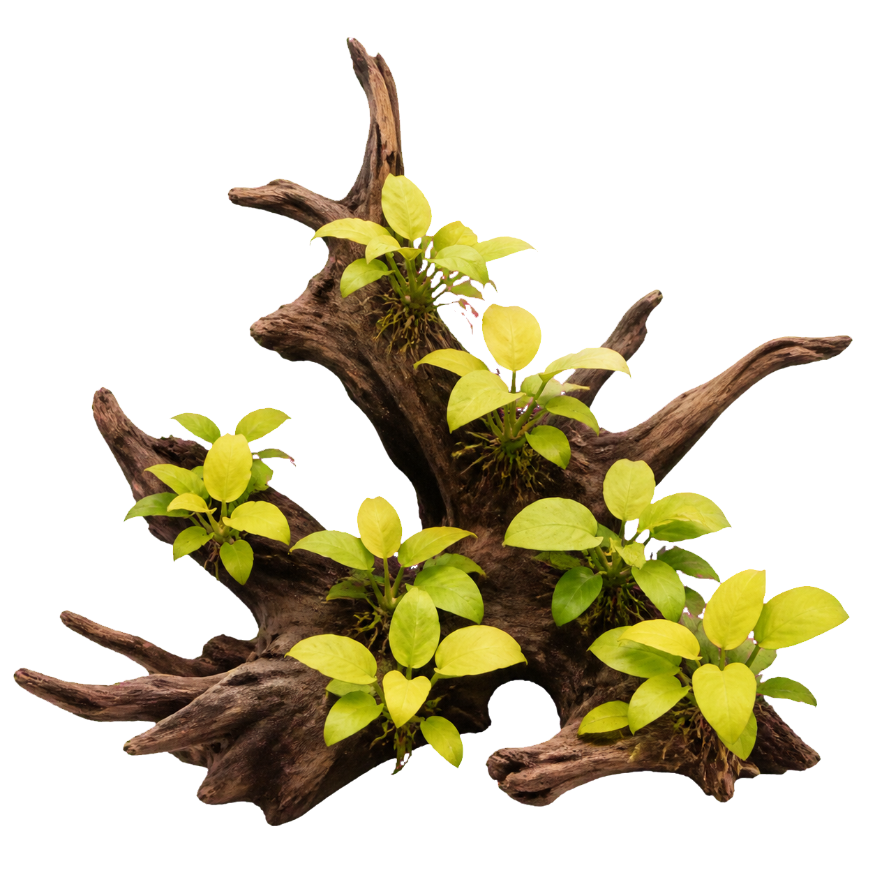 Anubias barteri 'Golden'