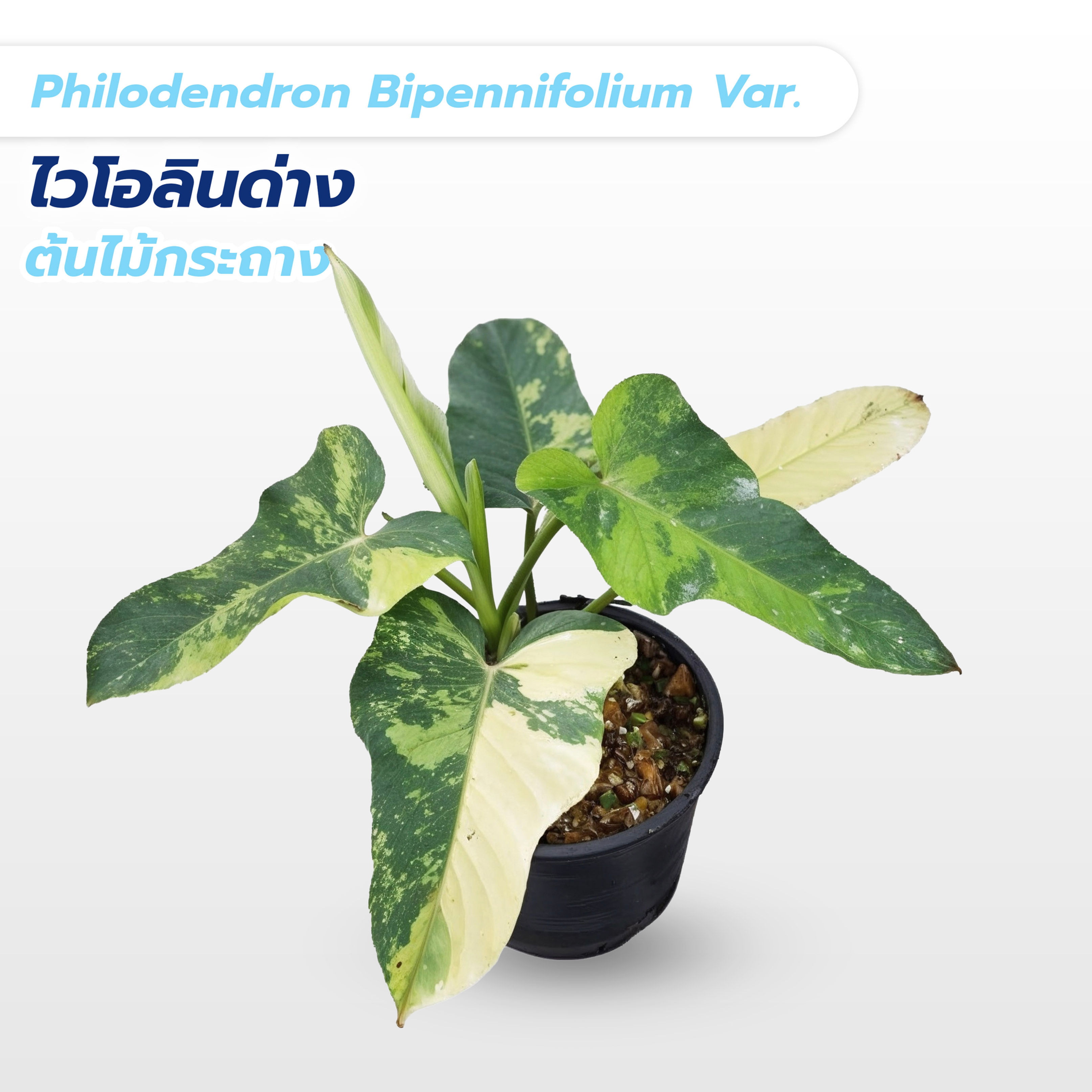 필로덴드론 비펜니폴리움 바리에가타