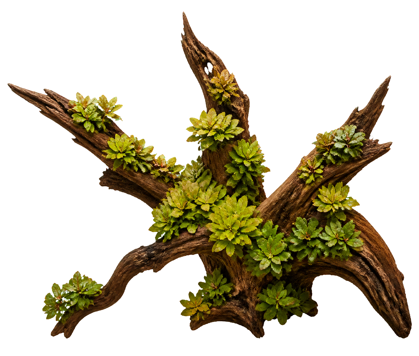 Ludwigia sphaerocarpa