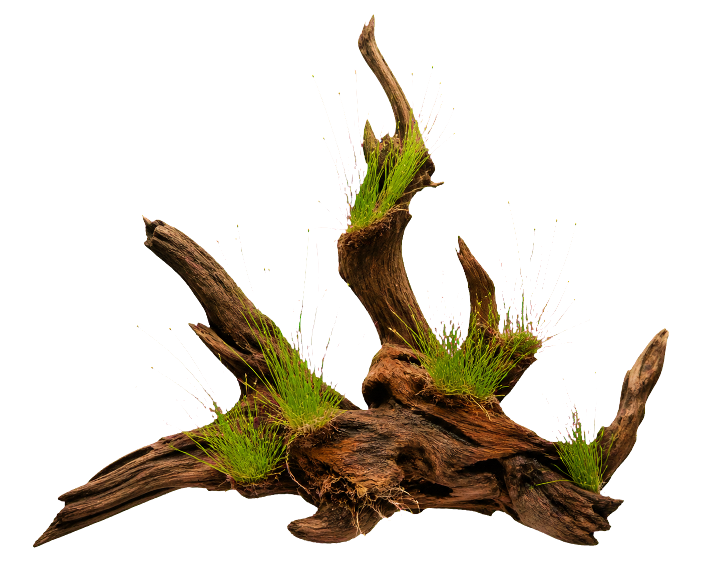 Eleocharis montevidensis