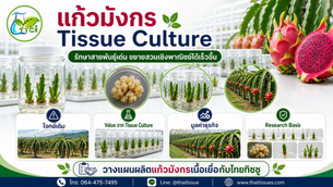 แก้วมังกร Tissue Culture: ขยายสายพันธุ์เด่นให้เป็นสวนเชิงพาณิชย์ได้เร็วขึ้น