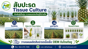 สับปะรด Tissue Culture: วางแผนแปลงใหญ่ให้สม่ำเสมอด้วยต้นพันธุ์จากระบบควบคุม