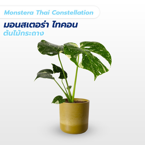 変異モンステラ・タイコン・ステレーション・ミューテーション 変異 変異モンステラ・タイコン・ステレーション・ミューテーション 変異