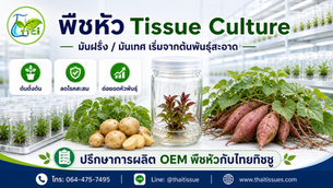 พืชหัวคุณภาพ เริ่มจากต้นพันธุ์สะอาดของมันฝรั่งและมันเทศ
