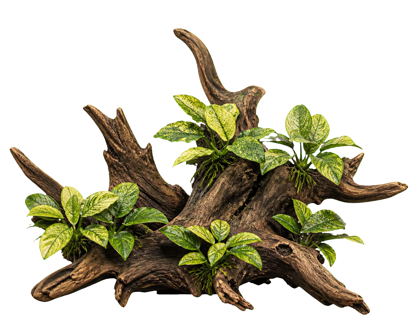Anubias barteri 'Pinto'