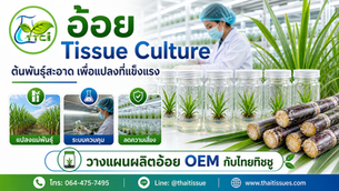 อ้อย Tissue Culture จุดเริ่มต้นของแปลงที่แข็งแรงและวางแผนได้