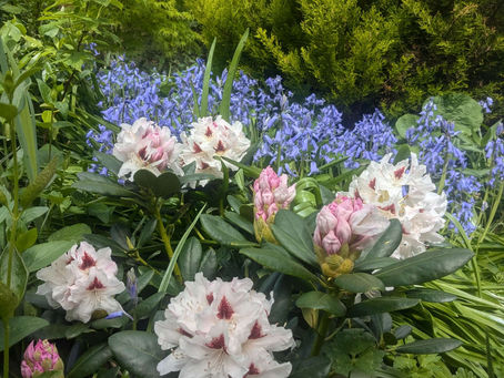 Rhododendron 'Schneeauge'