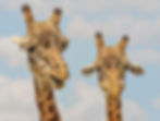 Two Giraffes