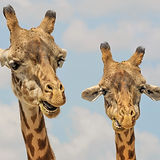 Two Giraffes