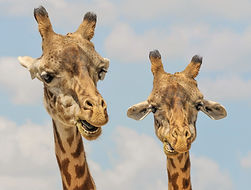 Girafe