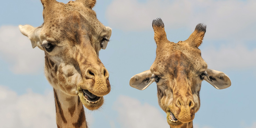 Kids' Fair in the Seventeenth at Elmwood Park Zoo