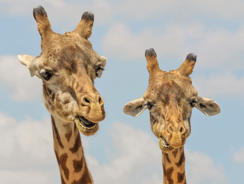 Two Giraffes Close-Up