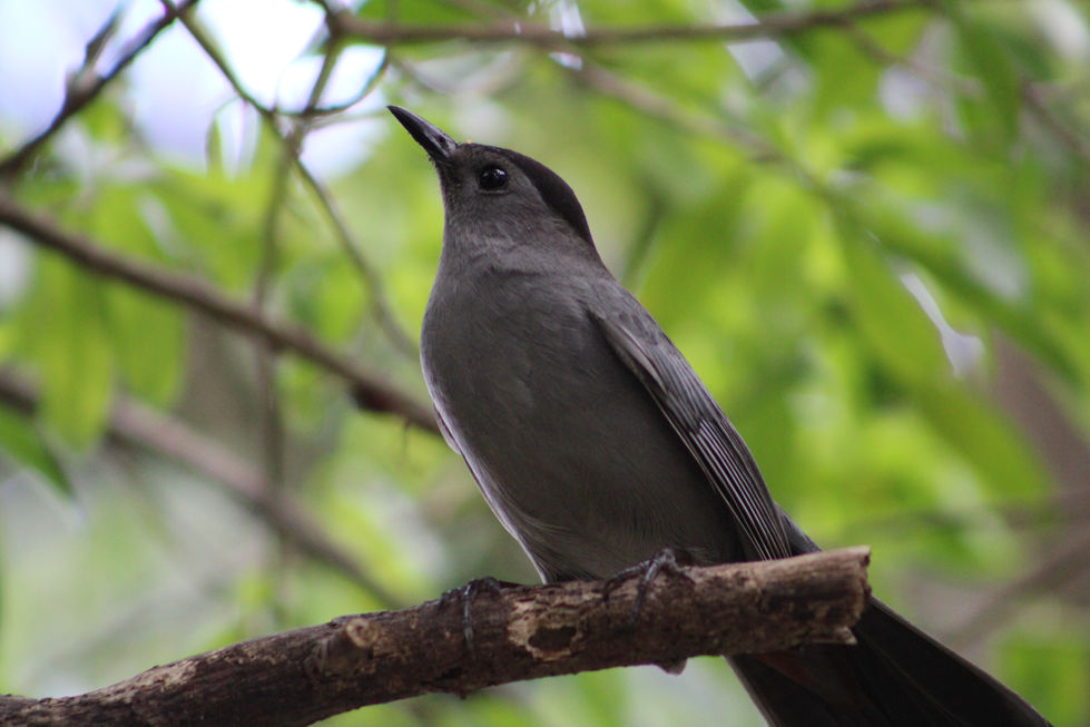 Curious Catbird