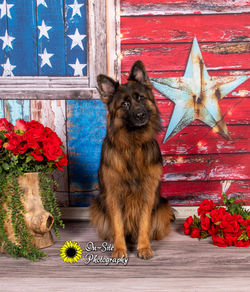 pet portraits on-site photography buckeye az