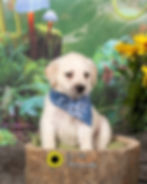 pet portraits, puppy photos, pet photographer on site photography
