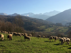 Transhumance en Couserans