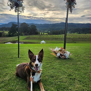 Penny - Wedding original.jpeg