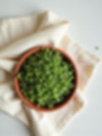 Broccoli Microgreens