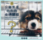 分離焦慮狗
