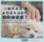 狗狗分離焦慮