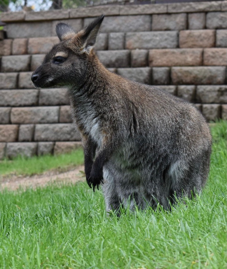 Thumbnail: Cheyenne Mountain Zoo- Colorado Springs