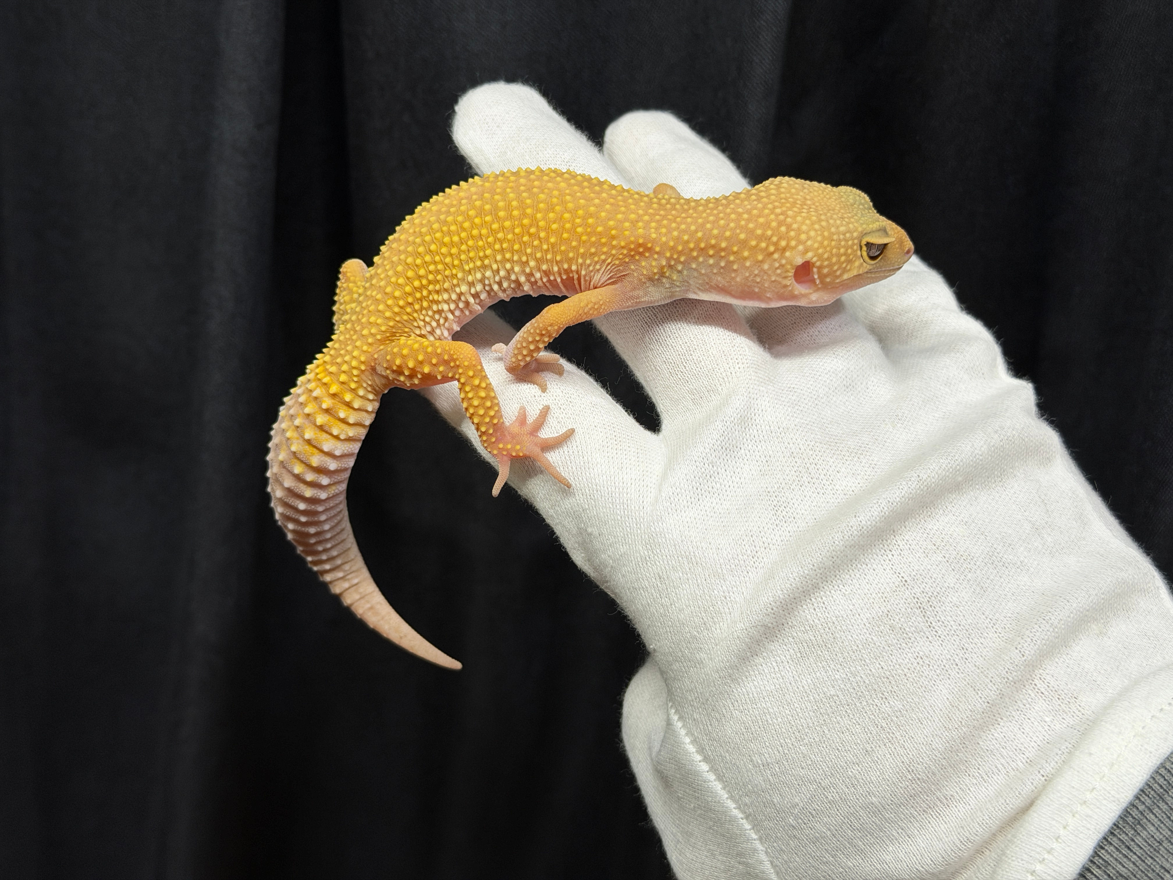 トレンパーマーフィー（フルアダルト）