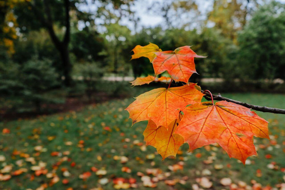 fall landscaping