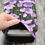 Thumbnail: Book Sleeve Purple Poppy