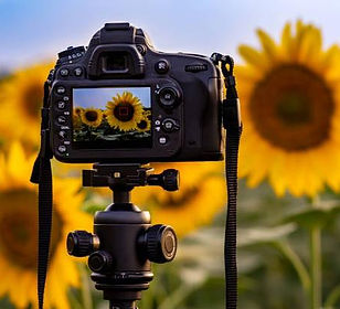 sunflower zinnia fields photo ops photographers sessions