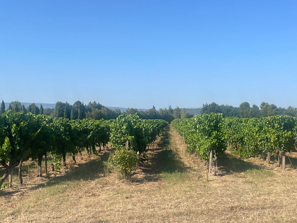 Compacted vineyard soil