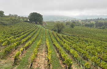 Soil erosion and bare soil in a vineyard