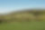 Sheep grazing