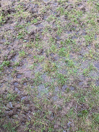 Poached waterlogged pitch