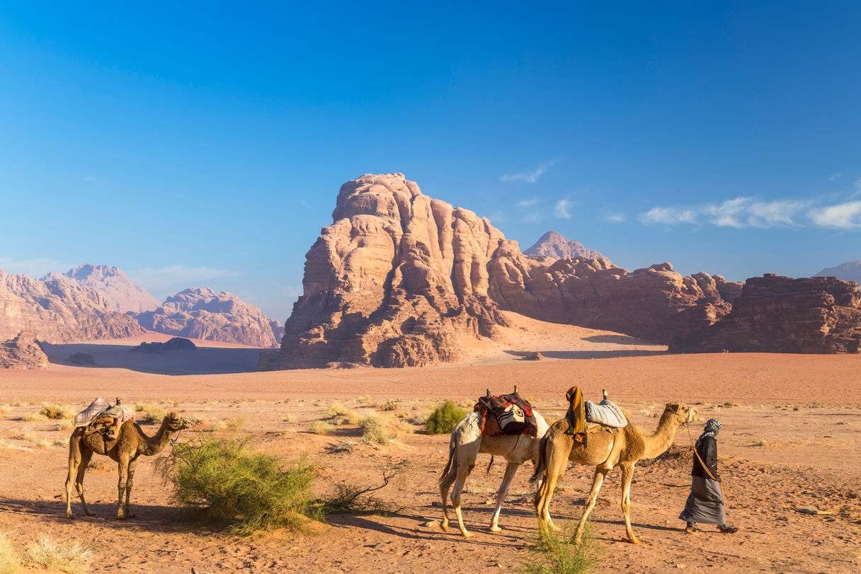 Bedouin leading three camels through the desert