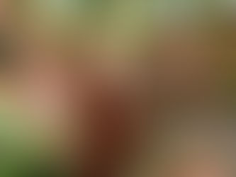 Cordyline australis 'Red Star'