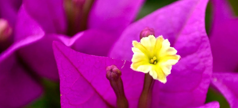 Bougainvillea spectabilis