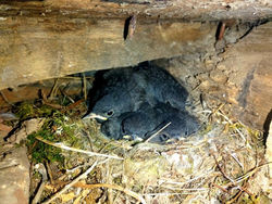 7. Polluelos - David Mancebo Menéndez