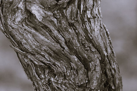 1 old Grenache vine - Copy cc.JPG