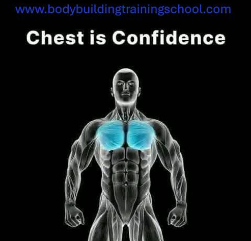 Bodybuilding Muscle Anatomy