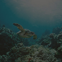 Sea%2520Turtle_edited_edited.jpg