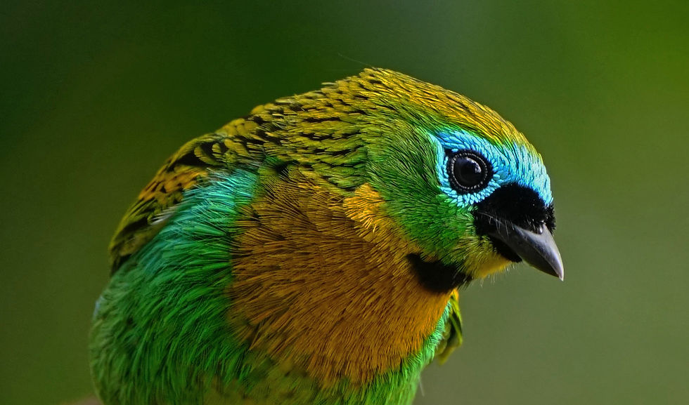 brassy-breasted tanager