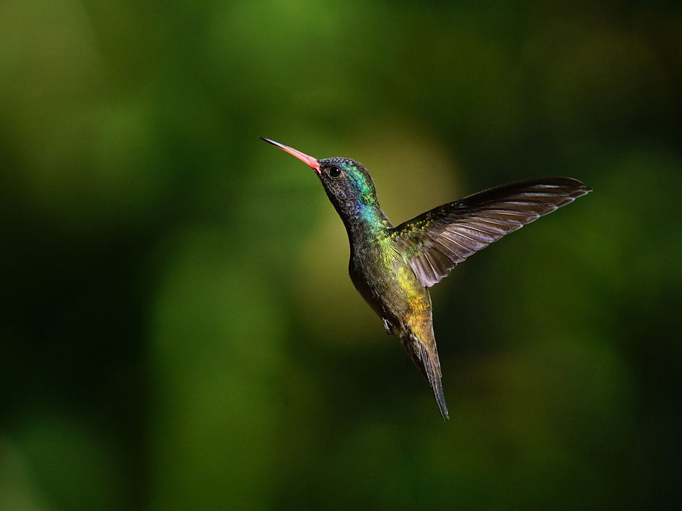 white-chinned sapphire