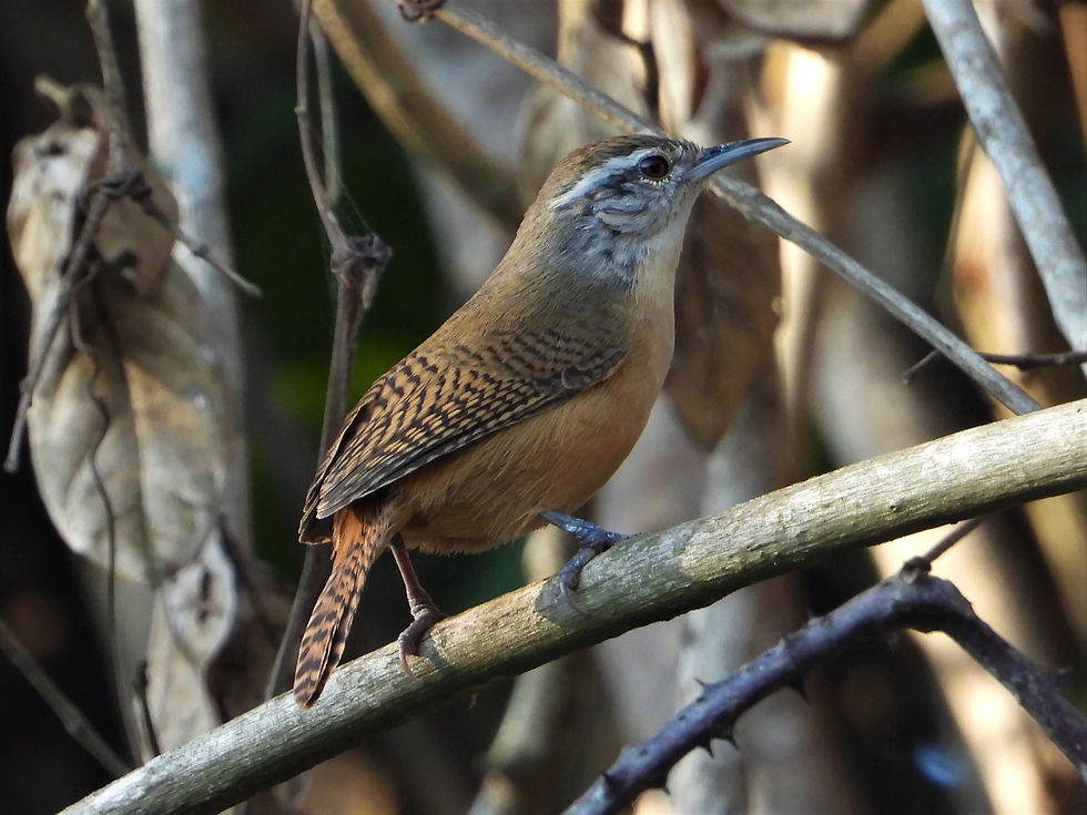 Fawn-breasted Wren